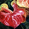 anthurium