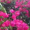 bougainvillea