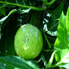 breadfruit