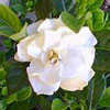 gardenia